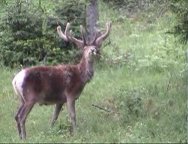 hirsch hinterm gasthof